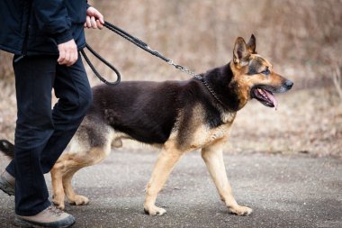 Master ve itaatkâr (Alman kurdu) köpeği