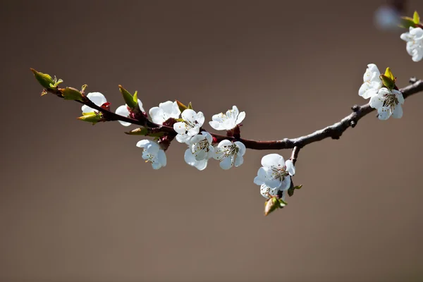 Våren - blommande äppelträd — Stockfoto