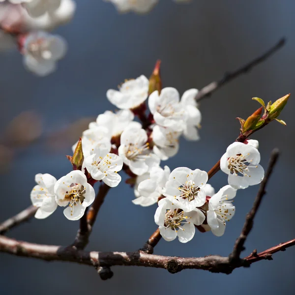 Spring - blossoming tree against lovely blue sky — Stock Photo, Image