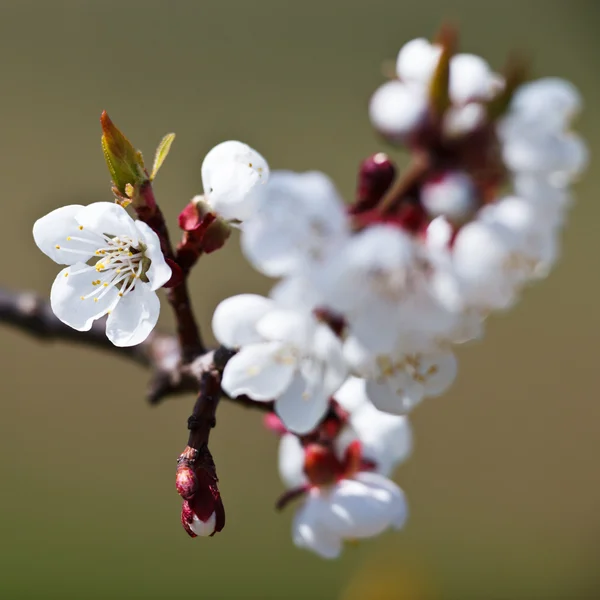 Våren - blommande äppelträd mot härlig grön bakgrund — Stockfoto