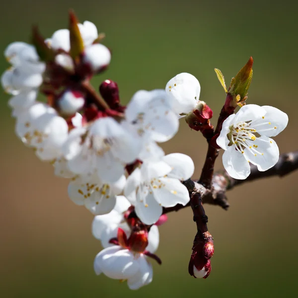 Lente - bloeiende appelboom tegen mooie groene achtergrond — Stockfoto