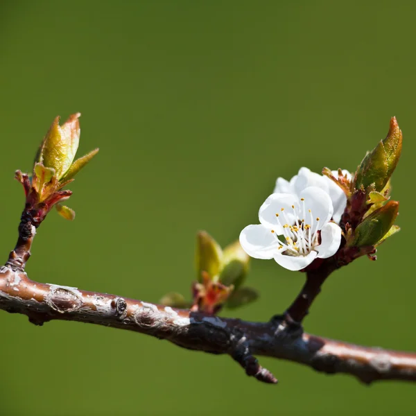 Lente - bloeiende appelboom tegen mooie groene achtergrond — Stockfoto