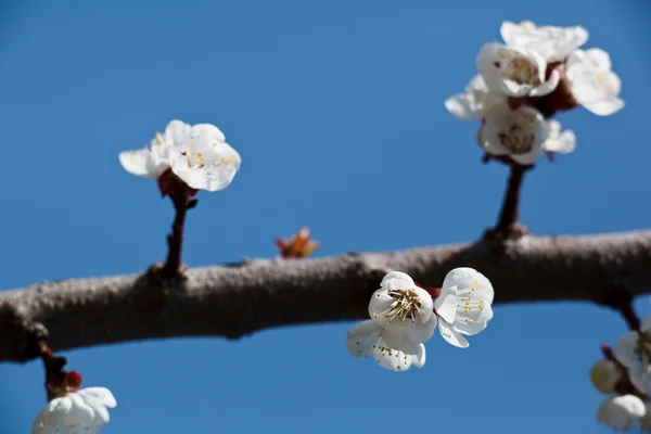 Spring - blossoming tree against lovely blue sky — Stock Photo, Image