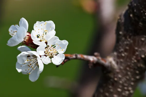 Primavera - árvore de maçã florescente contra fundo verde encantador — Fotografia de Stock