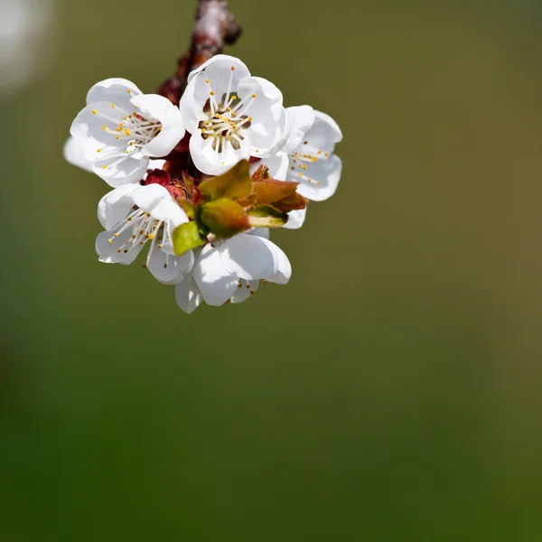아름다운 푸른 배경을 배경으로 봄에 꽃을 피우는 사과나무 — 스톡 사진