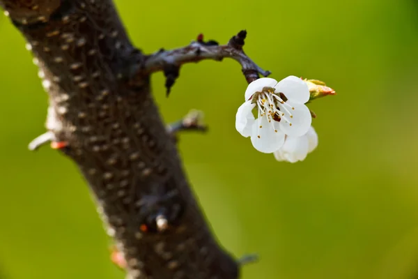 Våren - blommande äppelträd mot härlig grön bakgrund — Stockfoto