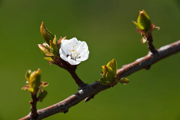 Spring - blossoming apple tree against lovely green background — Stock Photo, Image