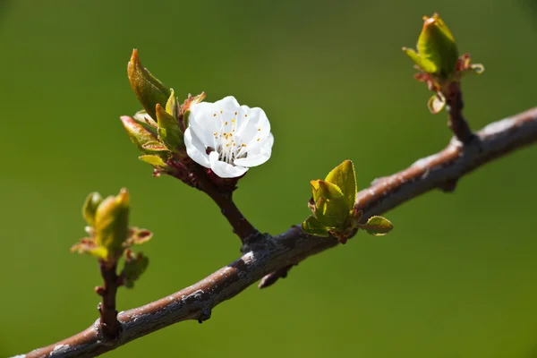 Spring - blossoming apple tree against lovely green background — Stock Photo, Image