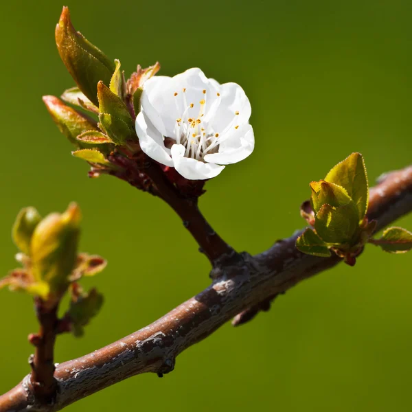 Jaro - kvetoucí jabloně na krásném zeleném pozadí — Stock fotografie