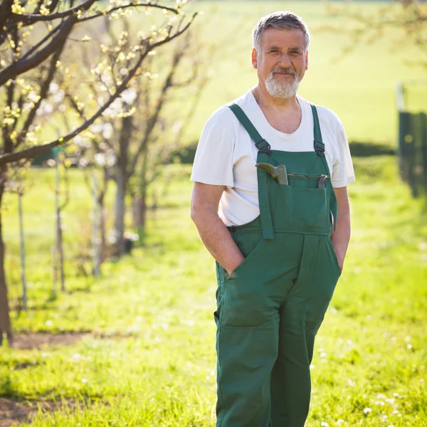 Portret van een senior tuinman in zijn tuin/boomgaard — Stockfoto