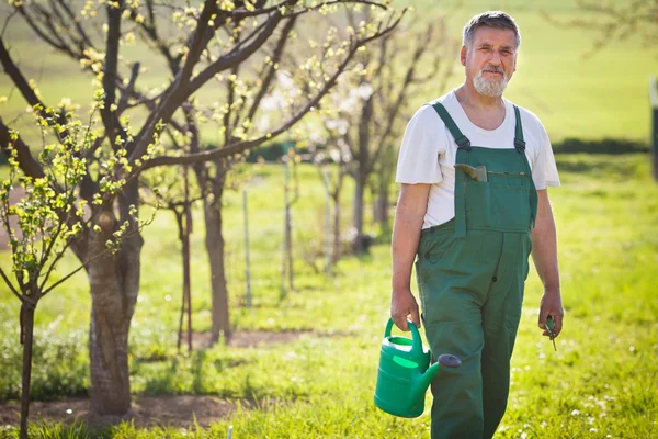 Portrait of a senior gardener in his garden/orchard — Stock Photo, Image
