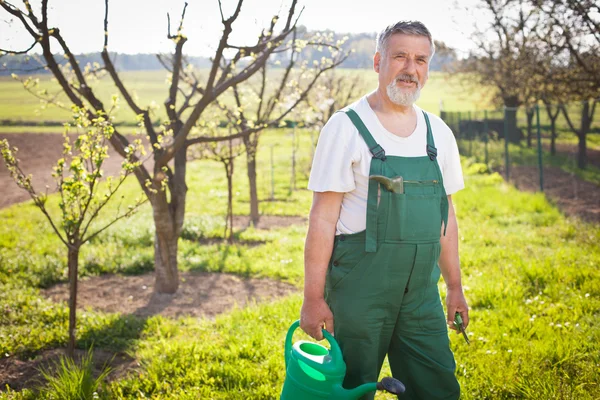 Porträtt av en senior trädgårdsmästare i hans trädgård/orchard — Stockfoto
