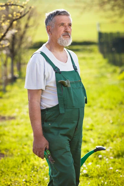 Retrato de un jardinero mayor en su jardín / huerto —  Fotos de Stock