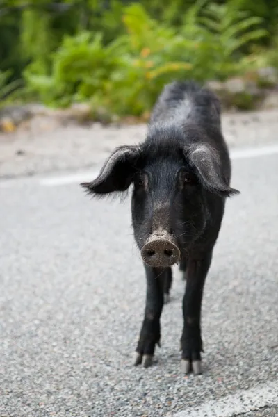 Wildschweine (sus scrofa) überqueren die Straße — Stockfoto