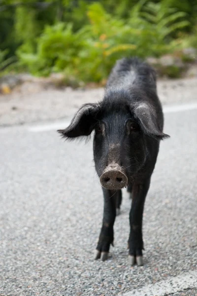 Varrascos selvagens (Sus scrofa) atravessando a estrada — Fotografia de Stock