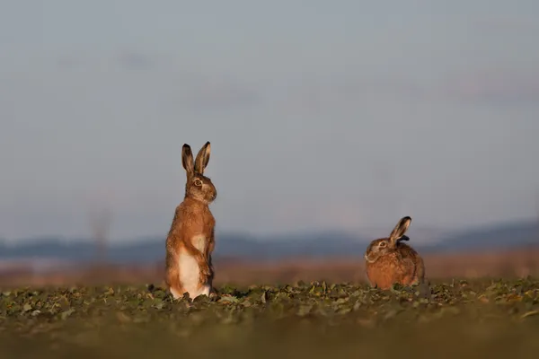 棕色野兔 (天兔座 europaeus) — 图库照片