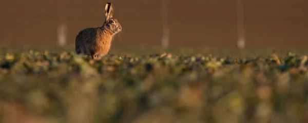 Barna nyúl (lepus europaeus) — Stock Fotó