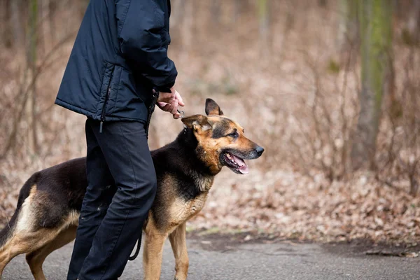 Maître et son chien obéissant (berger allemand) — Photo