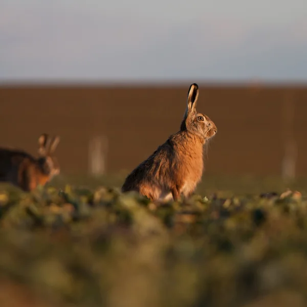 Hnědé zajíc (lepus europaeus) — Stock fotografie