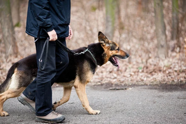 stock image Master and his obedient (German Shepherd) dog