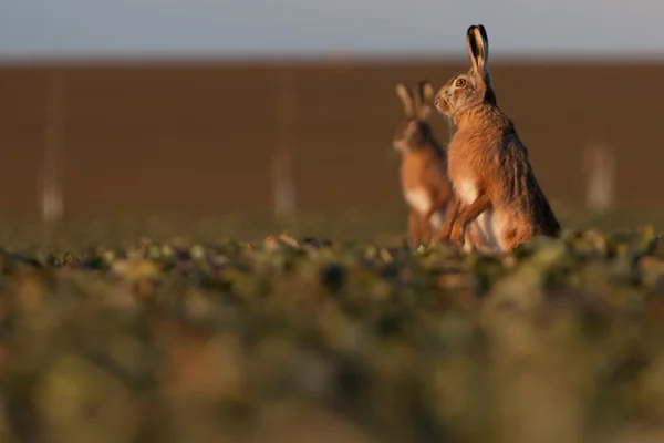 Kahverengi tavşan (tavşan europaeus) — Stok fotoğraf