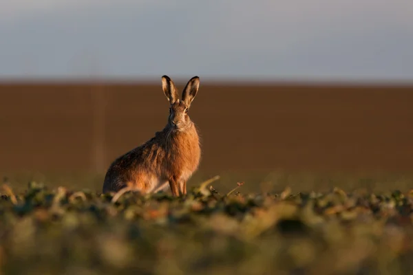 Brown hare (lepus europaeus) — Stock Photo, Image