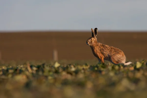 Brun hare (lepus europaeus) — Stockfoto