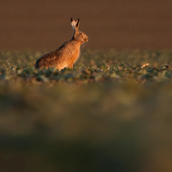 Brown hare (lepus europaeus) — Stock Photo, Image