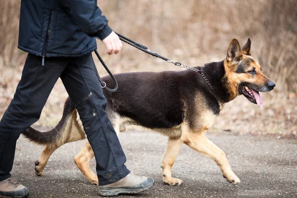 Maestro y su obediente (pastor alemán) perro — Foto de Stock
