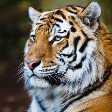 Closeup of a Siberian tiger also know as Amur tiger (Panthera ti clipart