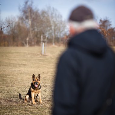 Master ve itaatkâr (Alman kurdu) köpeği