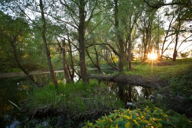 Beautiful riparian forest scenery clipart