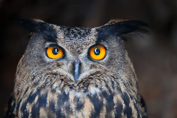 Avrasya kartal baykuş (Bubo bubo closeup) — Stok fotoğraf