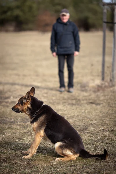 Mistr a jeho poslušný pes (německý ovčák) — Stock fotografie