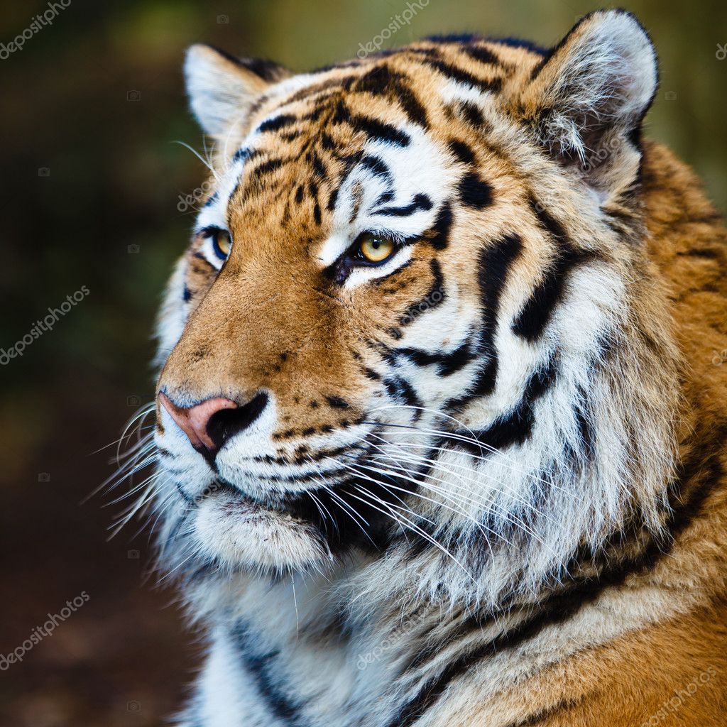 Close up portrait of Amur (Siberian) tiger in forest, looking at