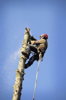 arborist kesme ağaç