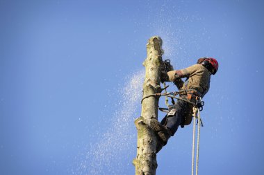 arborist kesme ağaç