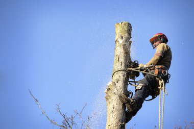 Arborist cutting tree clipart