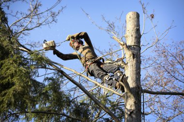 arborist kesme ağaç