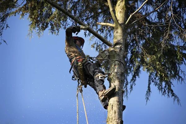 Arborist cutting tree — Stock Photo, Image