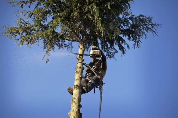 stock image Arborist cutting tree