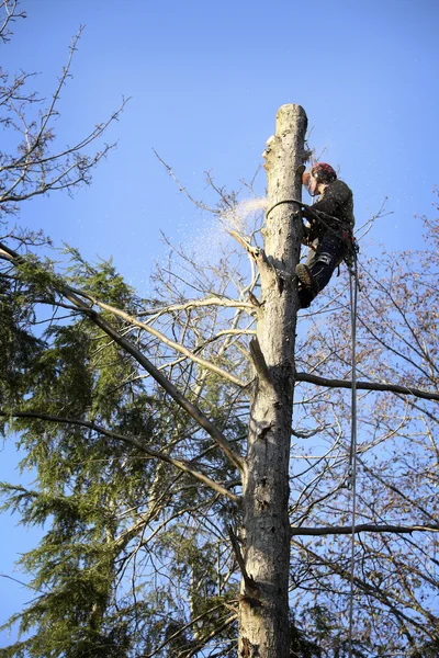 Arborist styckning träd — Stockfoto