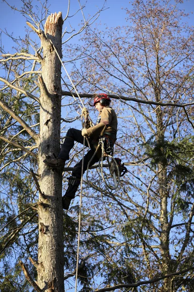 stock image Arborist cutting tree