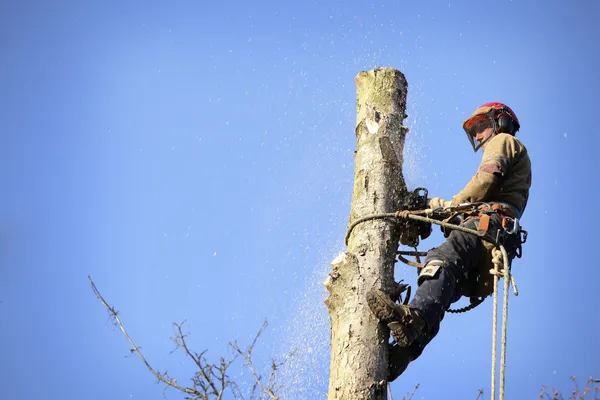 Arborist cięcia drzewa Obraz Stockowy