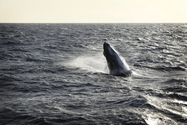 Whale — Stock Photo, Image