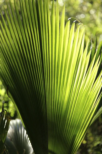 Palm lämnar — Stockfoto