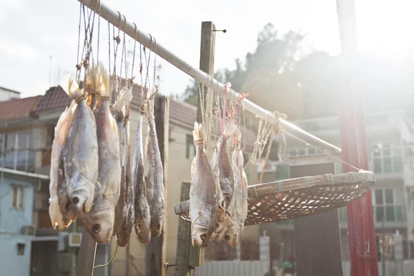 Salted fishes under sunlight — Stock Photo, Image