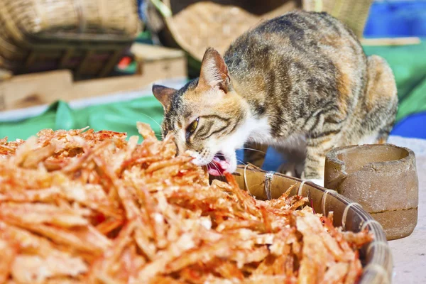 Katze frisst Fische im Fischerdorf — Stockfoto
