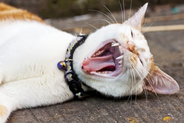 Kočka zející, close-up shot. — Stock fotografie