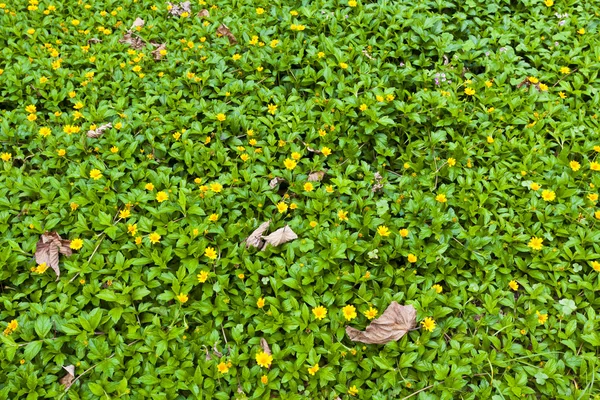 Groene grassen achtergrond met gele bloemen — Stockfoto